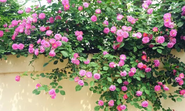 你的院子里有夢境般的花果藤架嗎？
